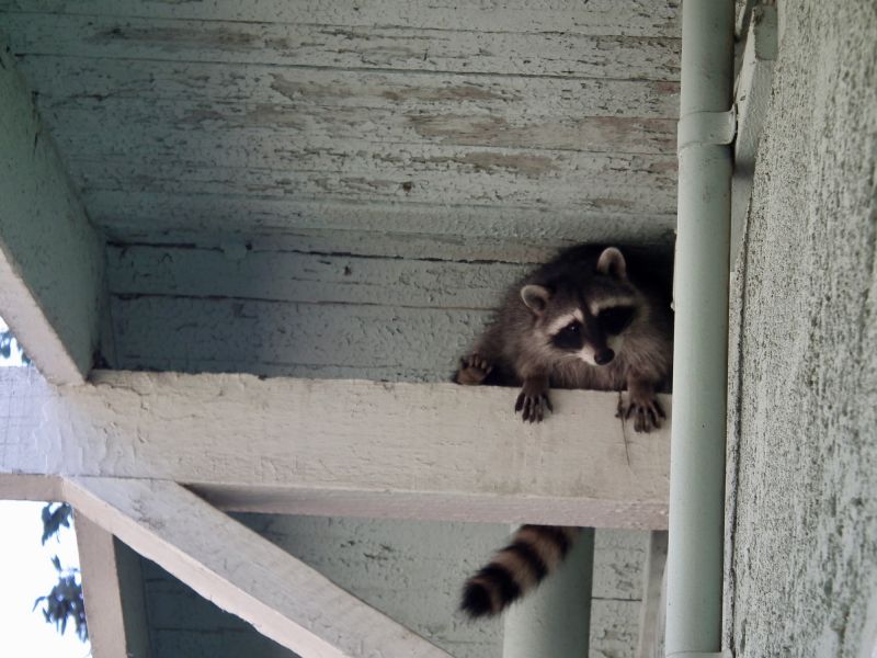 Signs You Have Raccoons In Your Attic And Why Professional Removal Matters