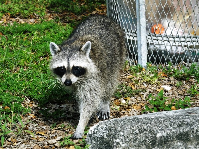 Nuisance Wildlife Example 6