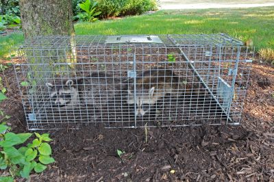 Wildlife Removal