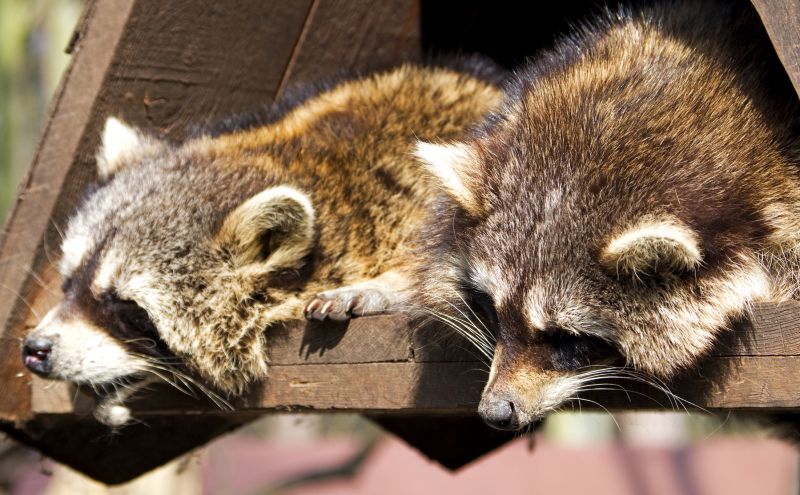 Property After Wildlife Removal