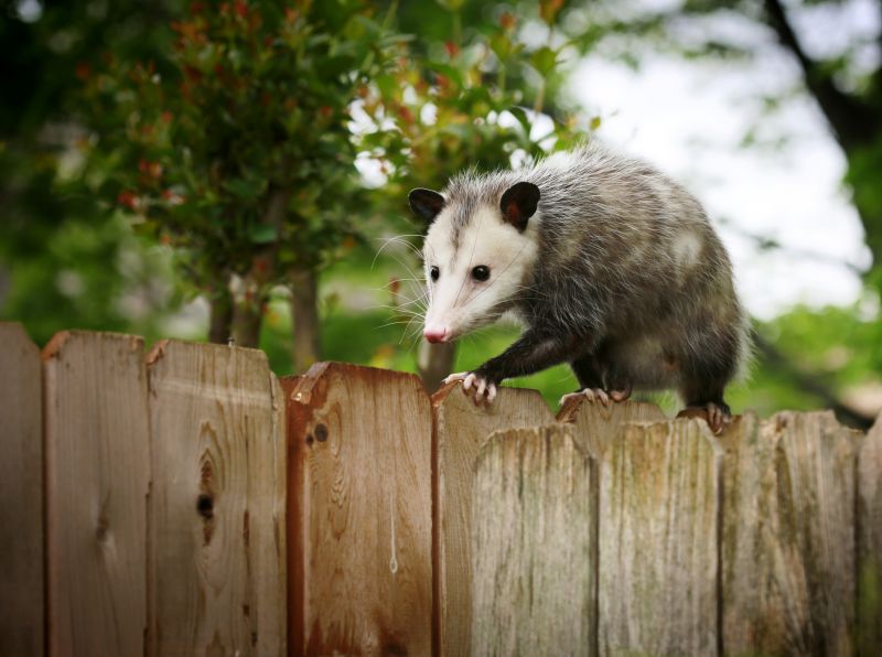 Protect Your Property from Damage with Wildlife Removal Service!